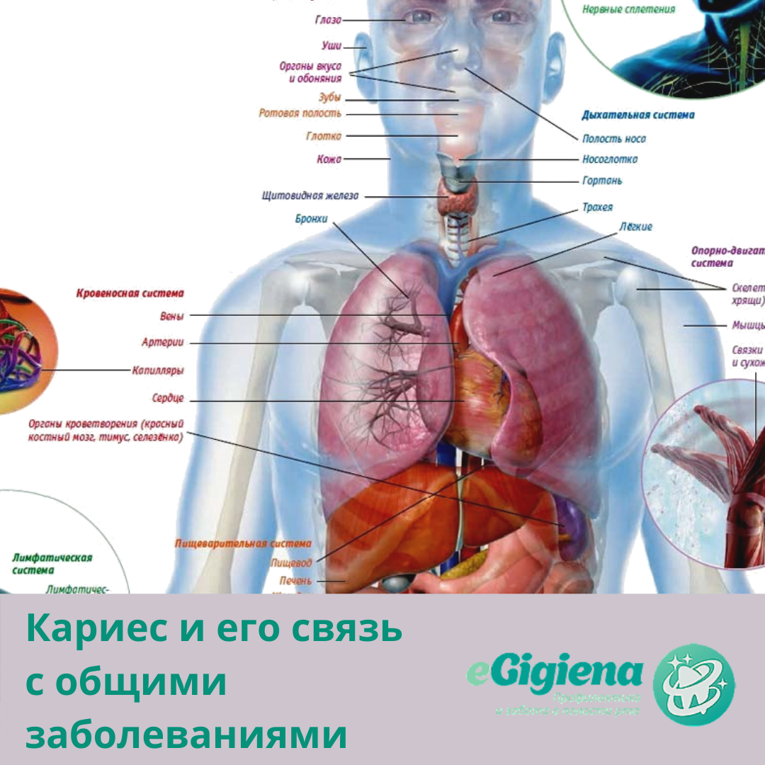 Кариес и его связь с общими заболеваниями организма